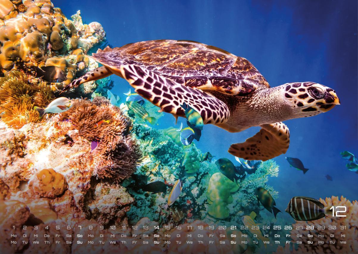 Bild: 9783986734305 | Sealife - verborgene Tiefen - 2025 - Kalender DIN A3 | GP-Fever. de