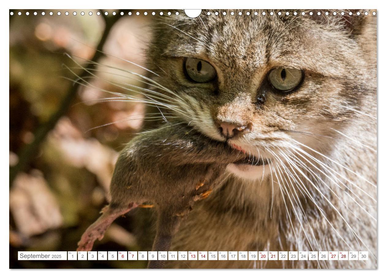 Bild: 9783435219339 | Wildkatzen - die anmutigsten Raubiere in Europa. (Wandkalender 2025...