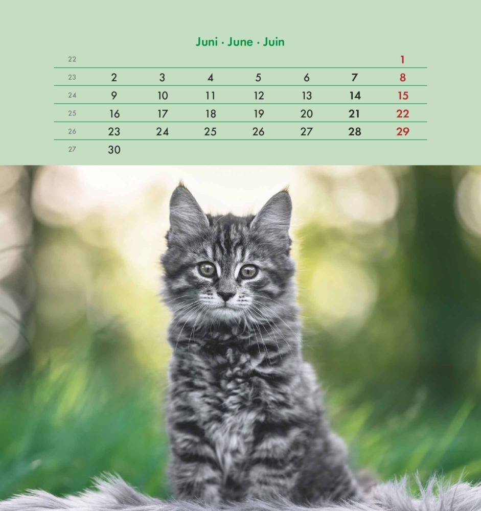 Bild: 4251732342296 | Alpha Edition - Schmusekatzen 2025 Postkartenkalender, 16x17cm,...