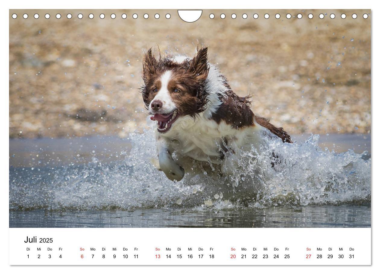 Bild: 9783435191802 | Border Collie - Bunt und clever! (Wandkalender 2025 DIN A4 quer),...