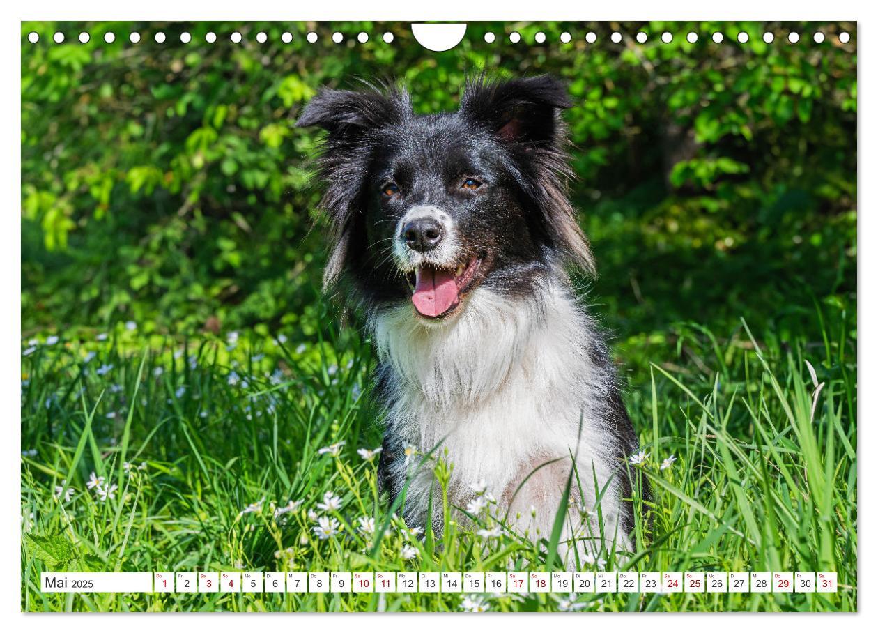 Bild: 9783457157749 | Border Collie - Das Universalgenie unter den Hunden (Wandkalender...