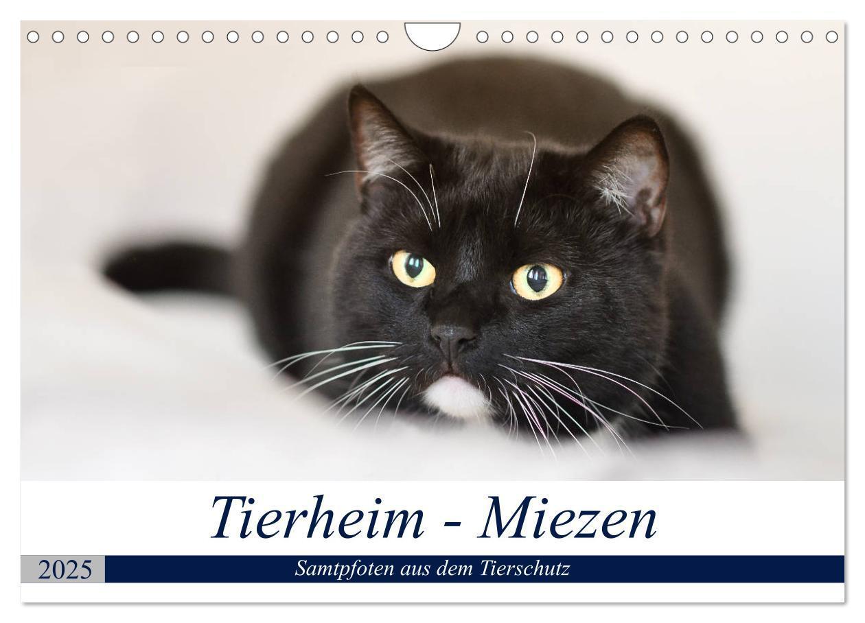 Cover: 9783435562121 | Tierheim - Miezen (Wandkalender 2025 DIN A4 quer), CALVENDO...