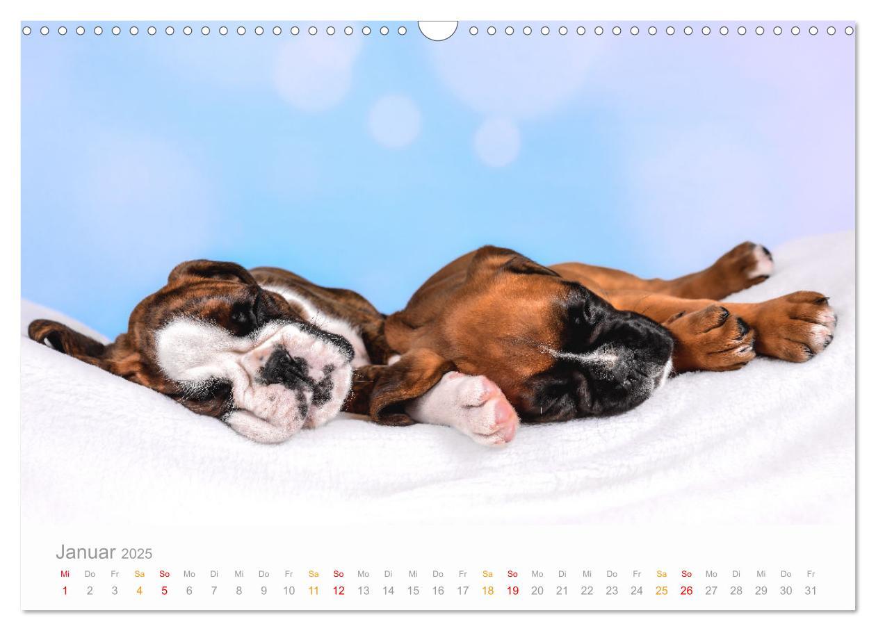 Bild: 9783457226131 | Boxer Welpen einfach zuckersüß (Wandkalender 2025 DIN A3 quer),...