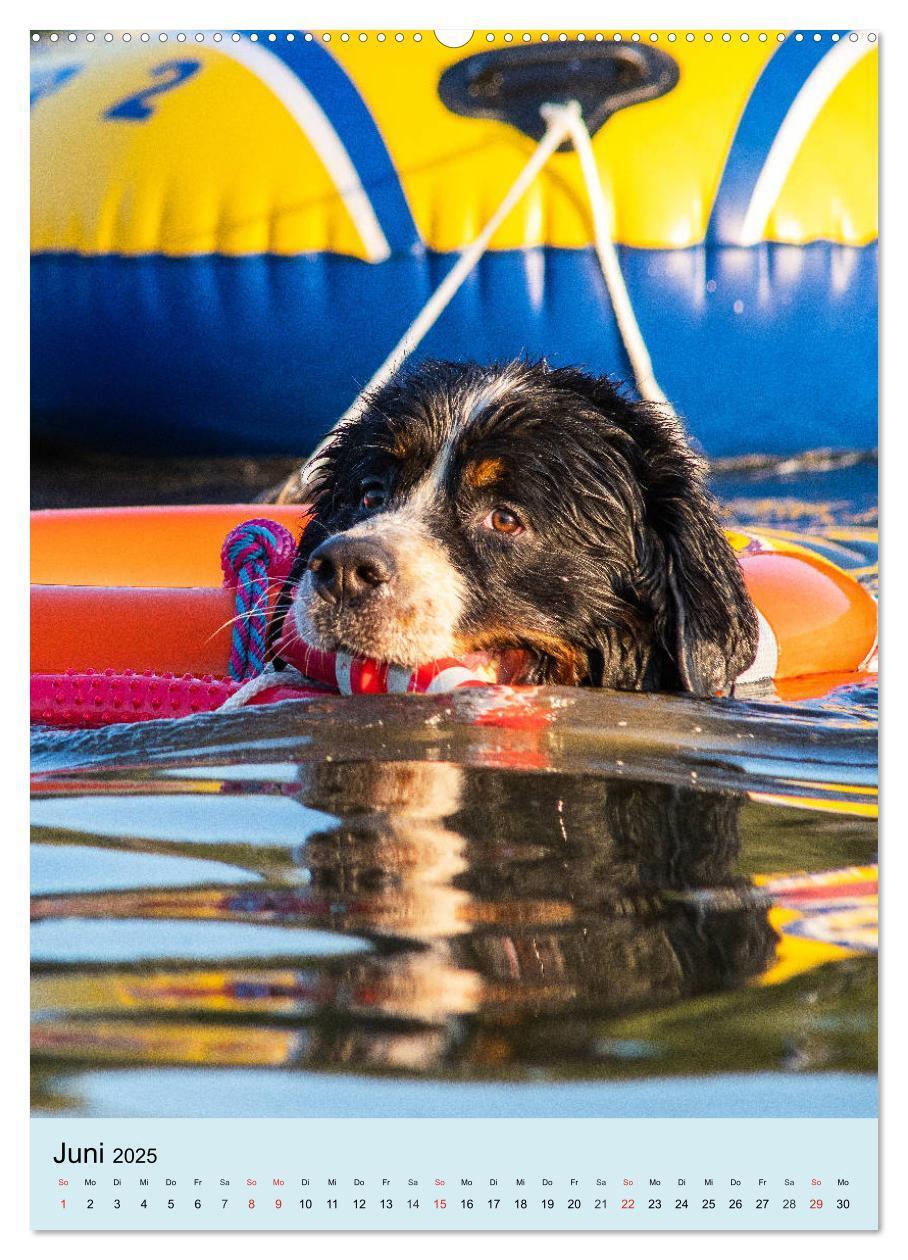 Bild: 9783435960200 | Berner Sennenhund - stark , schön und liebenswert (Wandkalender...