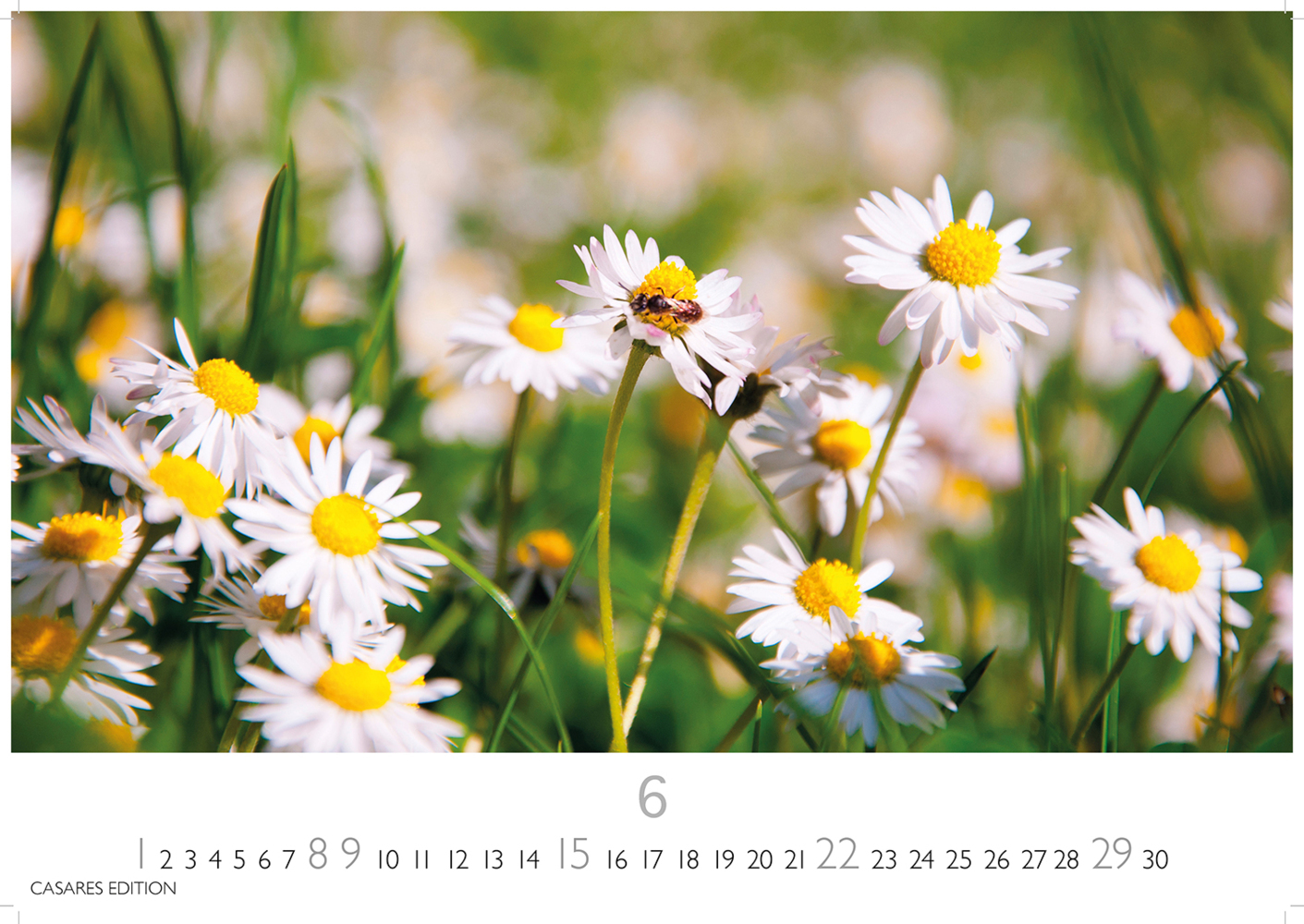 Bild: 9781835242193 | Blumenwiese 2025 S 24x35cm | Kalender | 14 S. | Deutsch | 2025