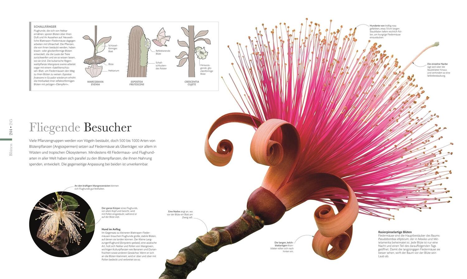 Bild: 9783831037834 | Flora - Wunderwelt der Pflanzen | Buch | mit Folienprägung | 360 S.