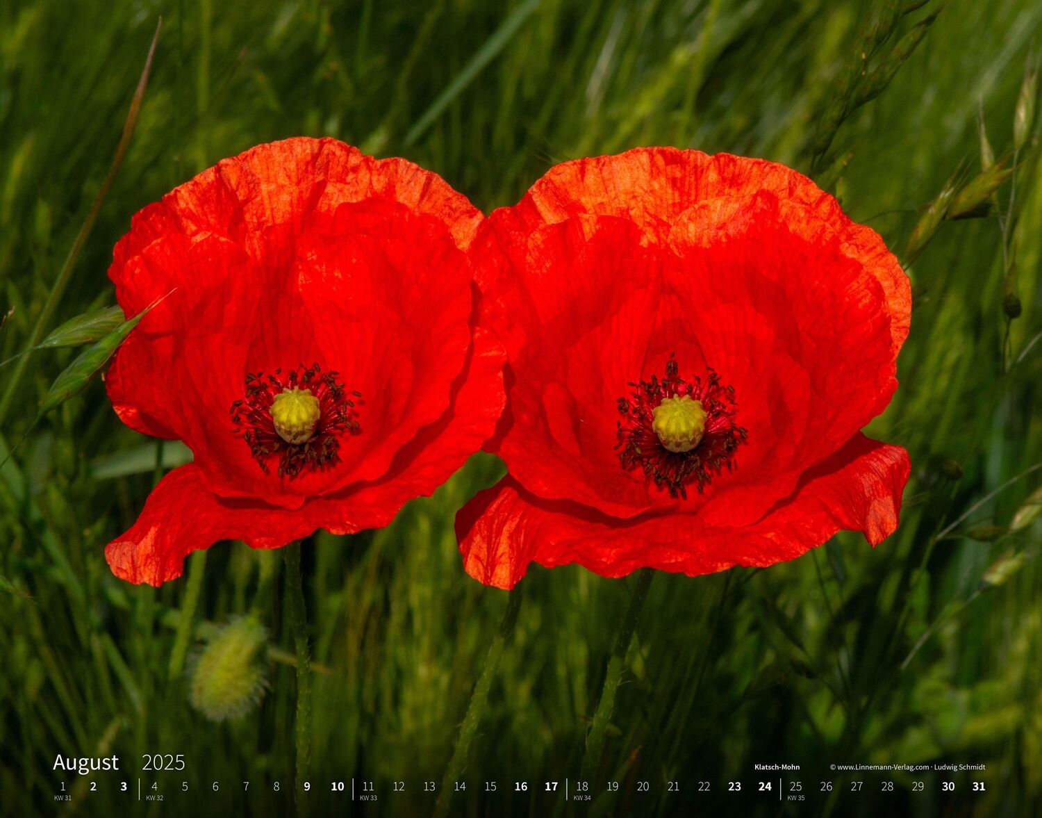 Bild: 9783862923403 | Wildblumen 2025 Großformat-Kalender 58 x 45,5 cm | Wildflowers 2025