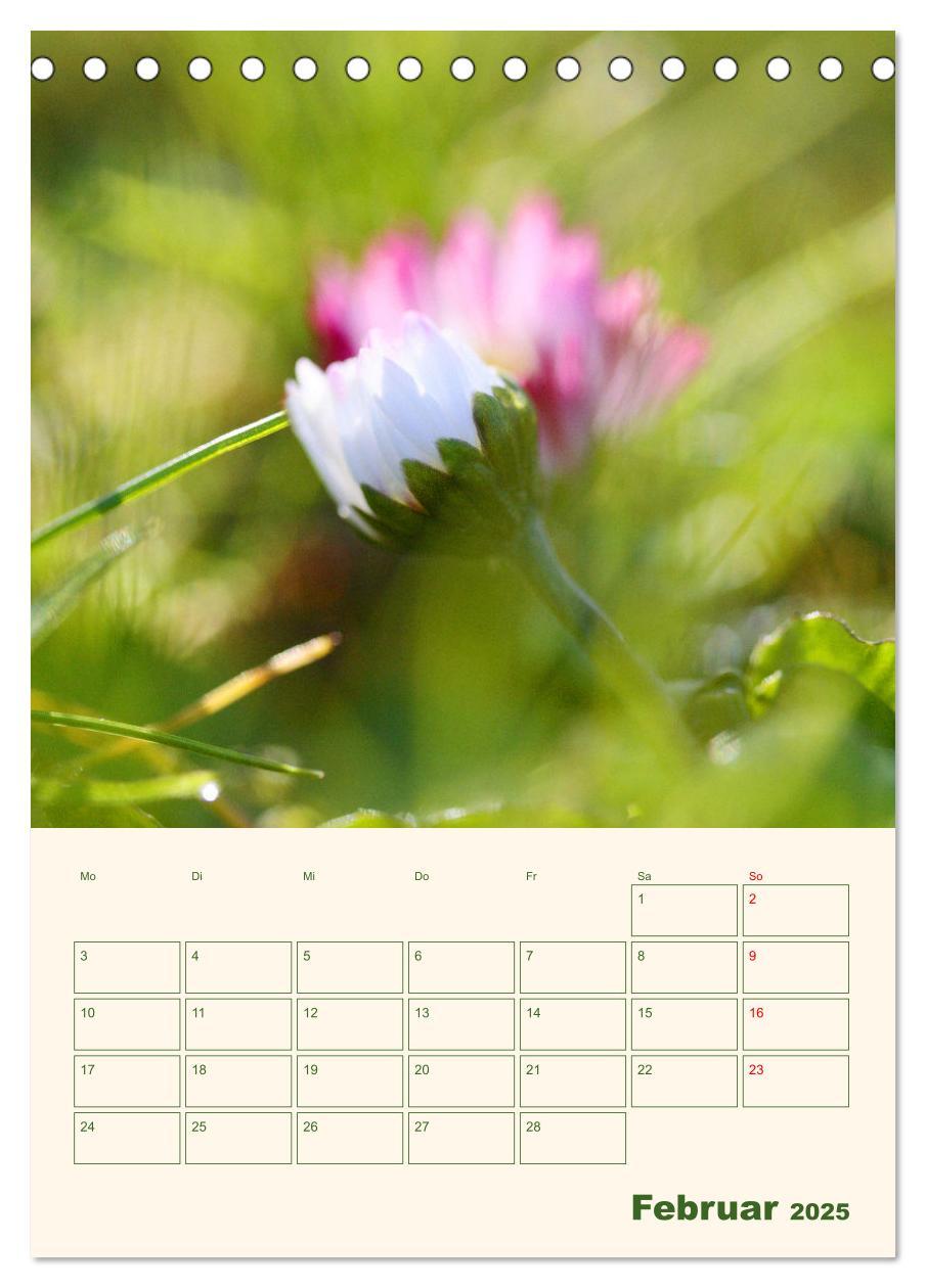 Bild: 9783435929559 | Verträumte Gänseblümchen (Tischkalender 2025 DIN A5 hoch), CALVENDO...