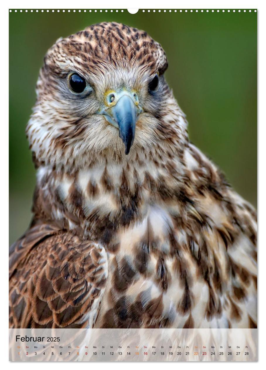 Bild: 9783435930470 | Vögel - gefiederte Freunde in unserer Natur (Wandkalender 2025 DIN...