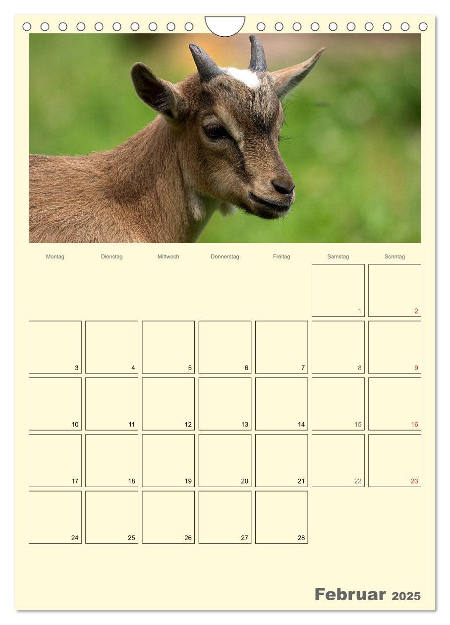 Bild: 9783457015872 | Zwergziegen (Wandkalender 2025 DIN A4 hoch), CALVENDO Monatskalender