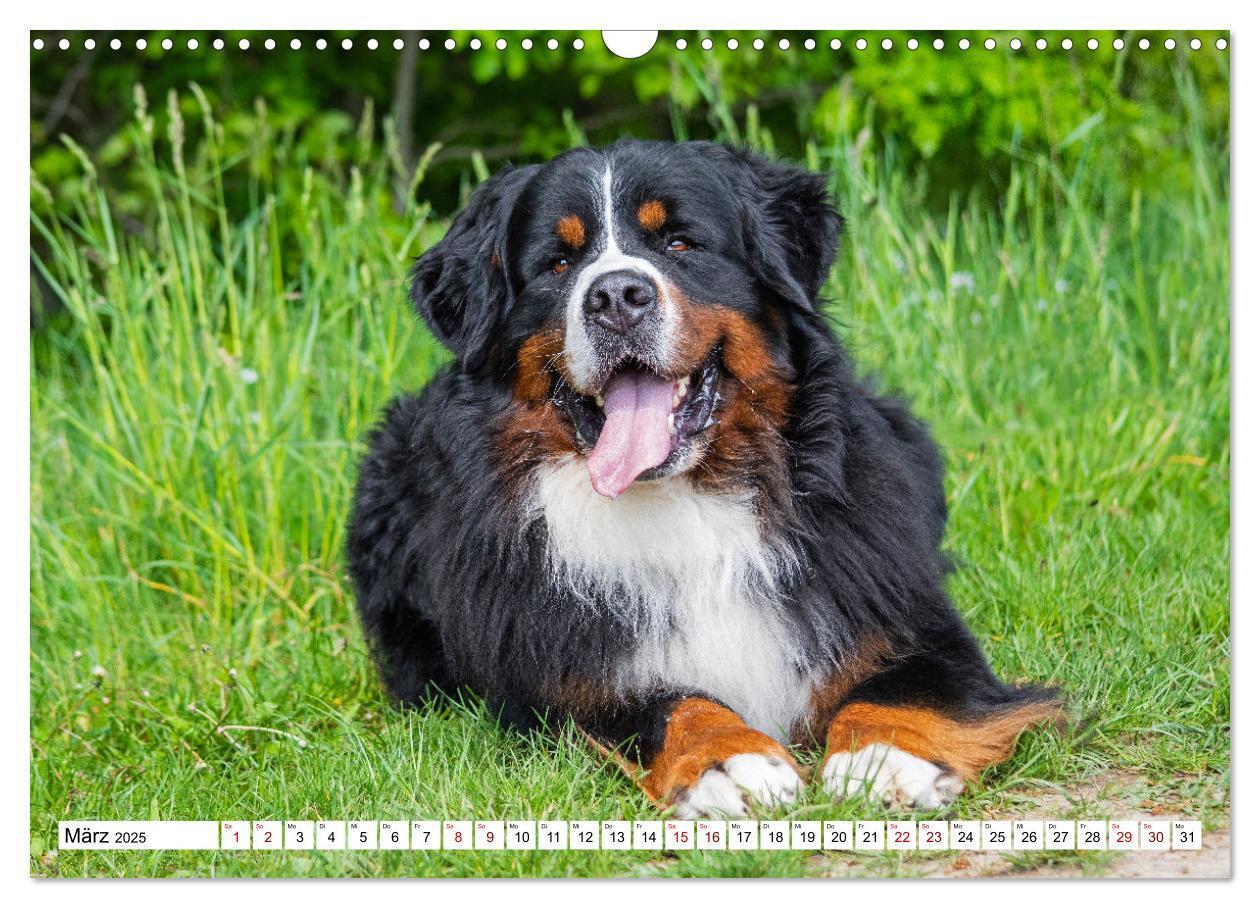 Bild: 9783383924972 | Berner Sennenhund - Eine Liebe für´s Leben (Wandkalender 2025 DIN...