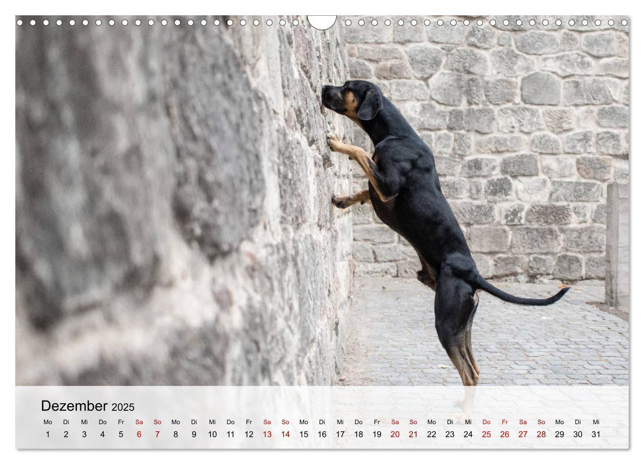 Bild: 9783435180684 | Lousiana Catahoula Leopard (Wandkalender 2025 DIN A3 quer),...