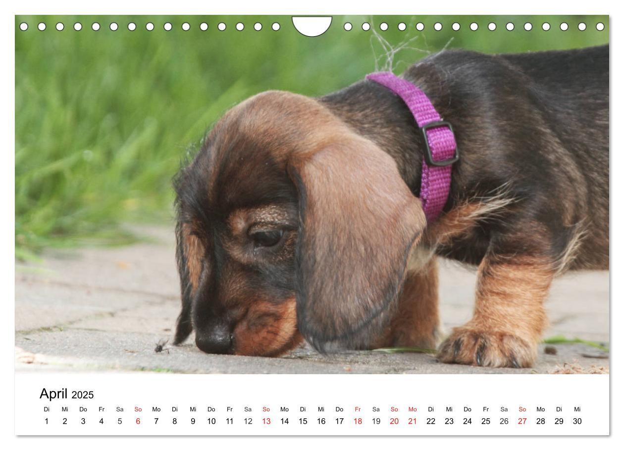 Bild: 9783435173419 | Ein Dackelkind blickt zurück (Wandkalender 2025 DIN A4 quer),...