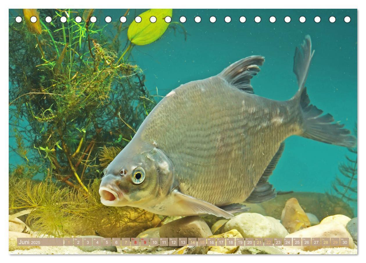 Bild: 9783383890444 | Fische in Teichen und Flüssen (Tischkalender 2025 DIN A5 quer),...