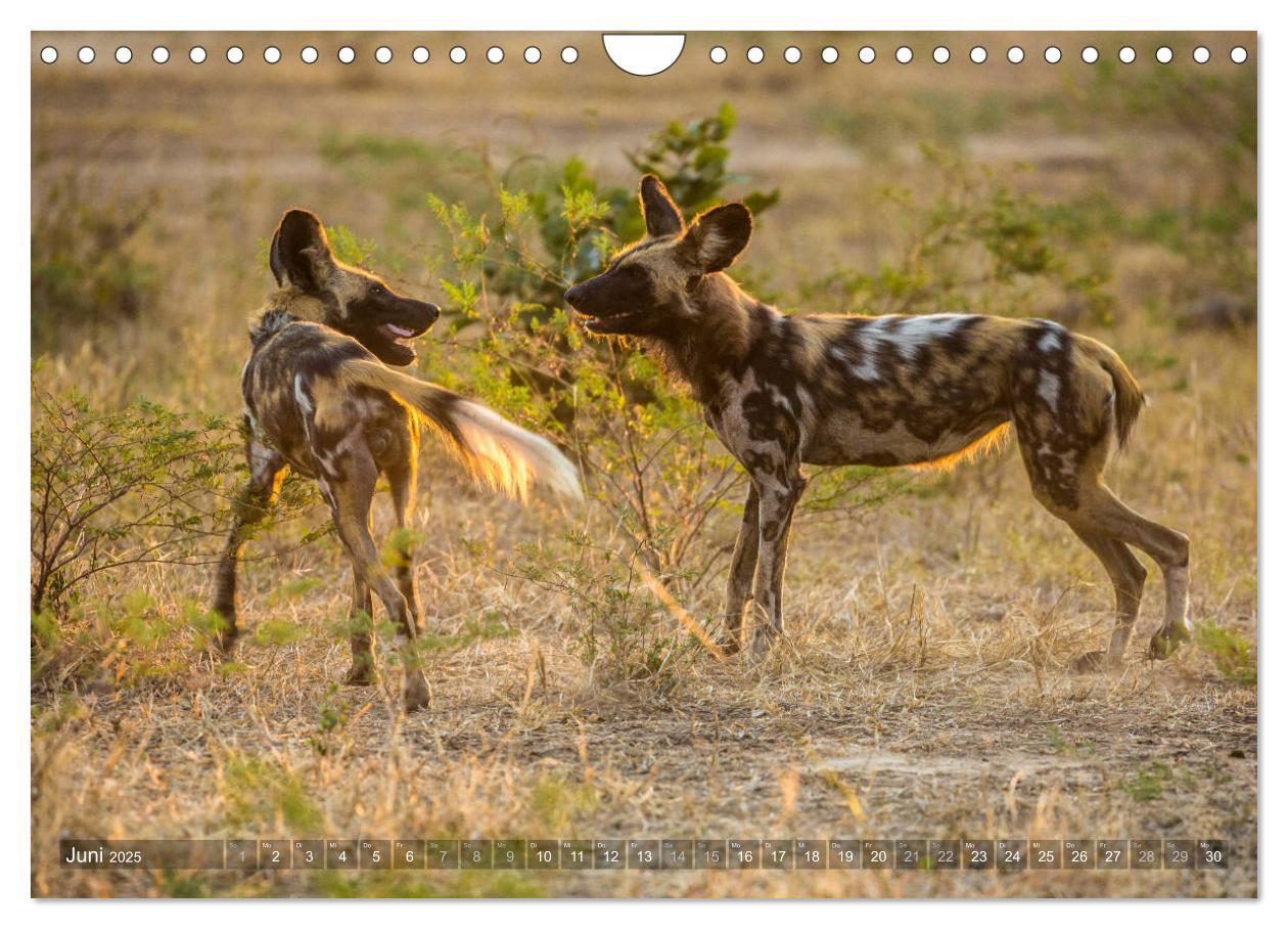 Bild: 9783435399192 | Abenteuer Sambia (Wandkalender 2025 DIN A4 quer), CALVENDO...