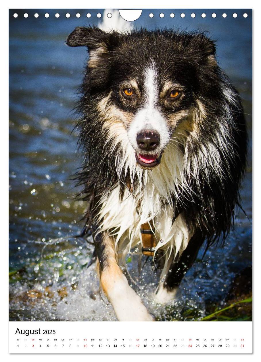 Bild: 9783457061046 | Australian Shepherd ¿ Mit dem Aussie unterwegs (Wandkalender 2025...