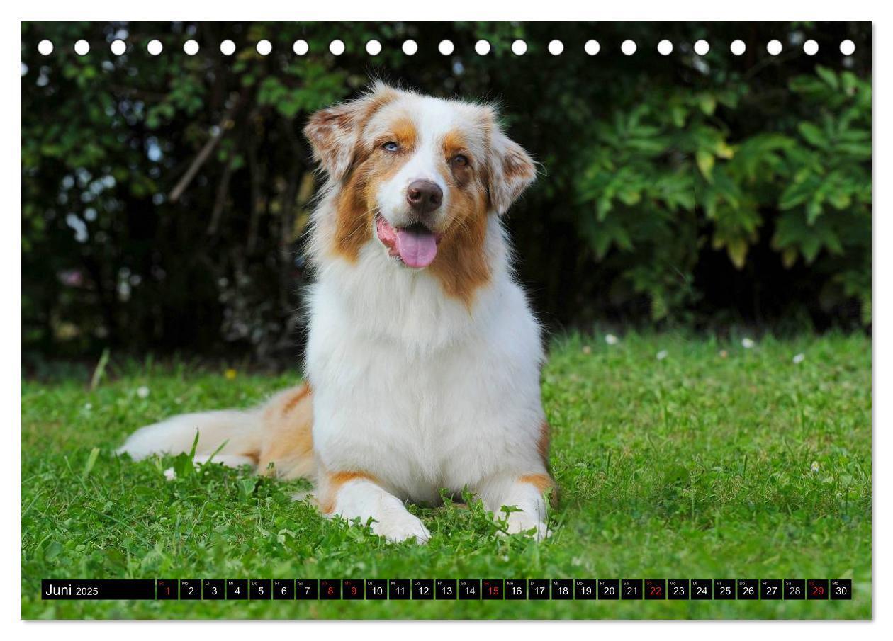 Bild: 9783435570287 | Bekannt wie ein bunter Hund. Australian Shepherd (Tischkalender...