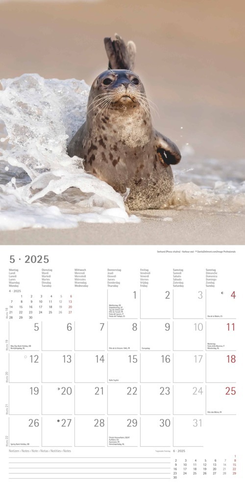 Bild: 4251732340773 | Alpha Edition - Tierbabys 2025 Broschürenkalender, 30x30cm,...