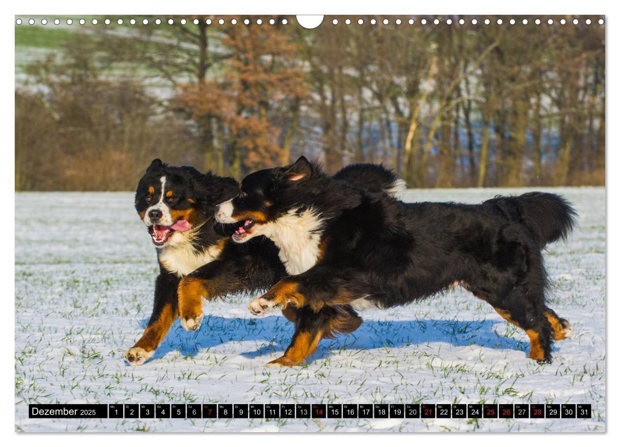 Bild: 9783435578689 | Berner Sennenhunde in Action (Wandkalender 2025 DIN A3 quer),...