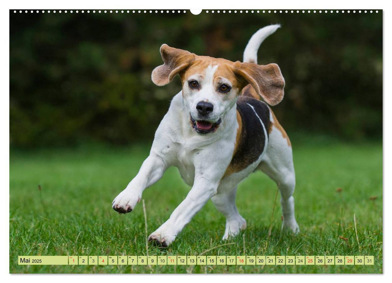 Bild: 9783435573707 | Beagle - Herz auf 4 Pfoten (hochwertiger Premium Wandkalender 2025...