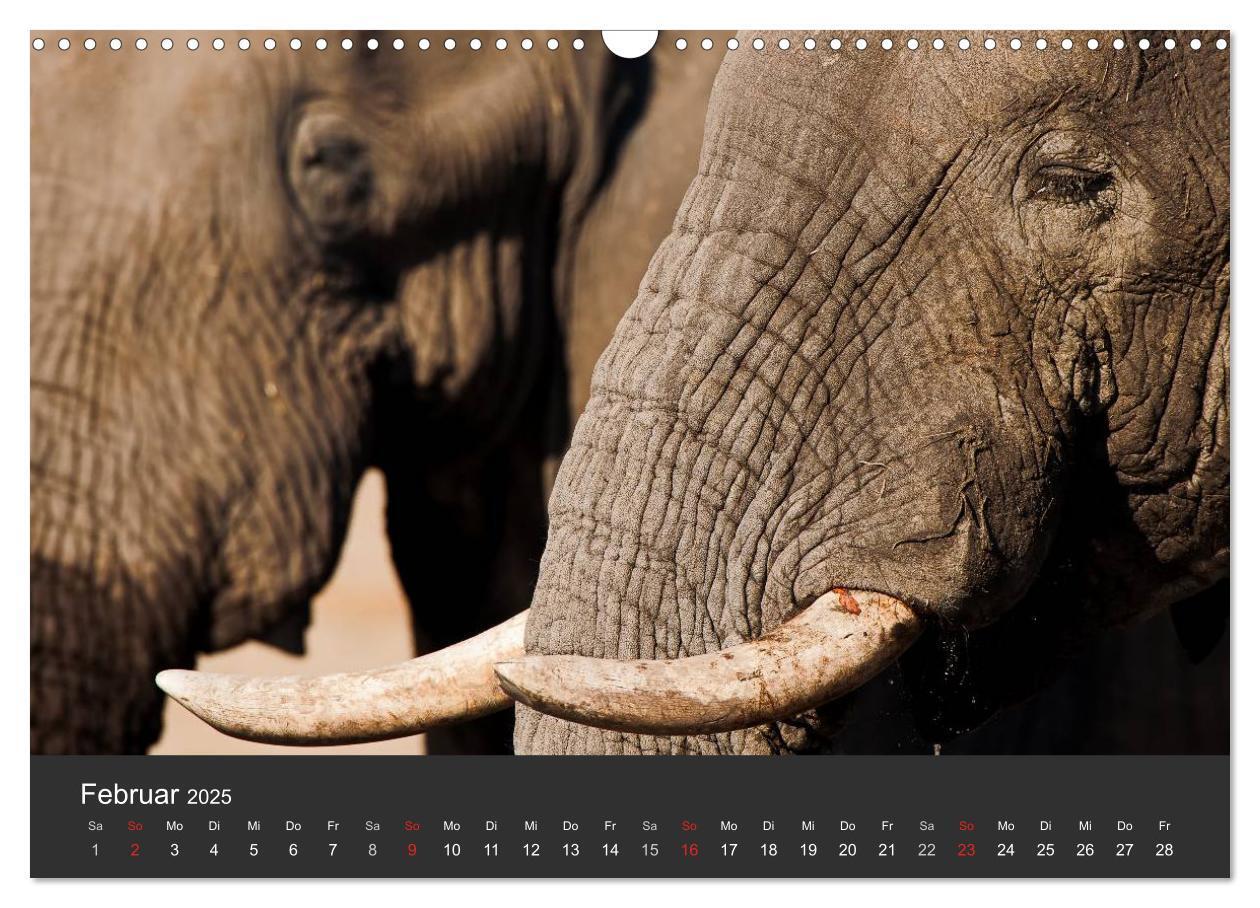 Bild: 9783435567539 | Elefanten - Graue Riesen (Wandkalender 2025 DIN A3 quer), CALVENDO...