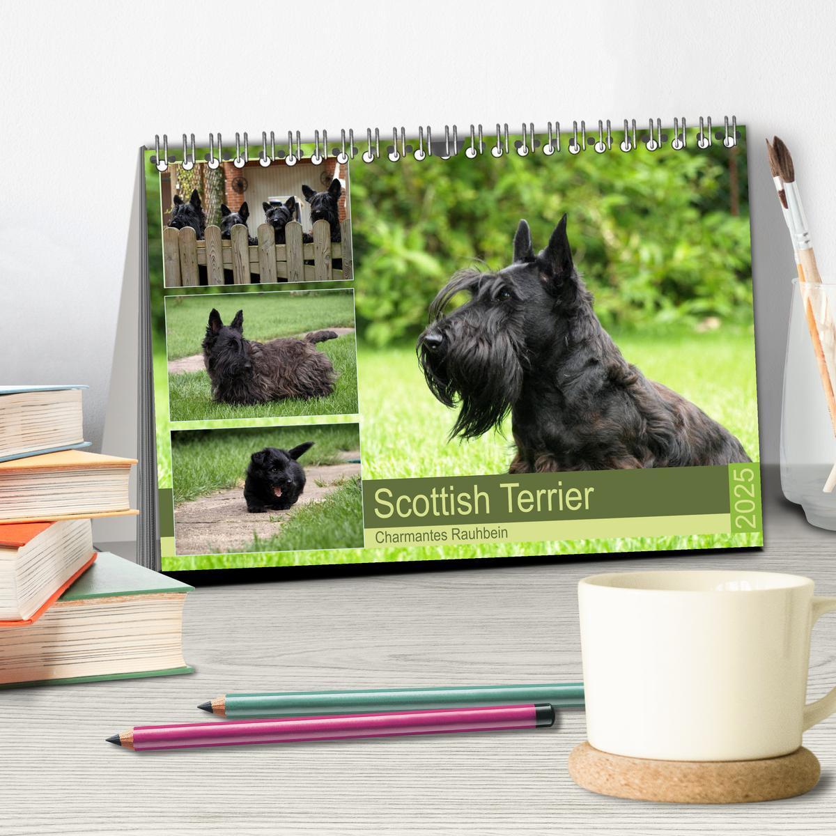 Bild: 9783435339372 | Scottish Terrier - Charmantes Rauhbein (Tischkalender 2025 DIN A5...