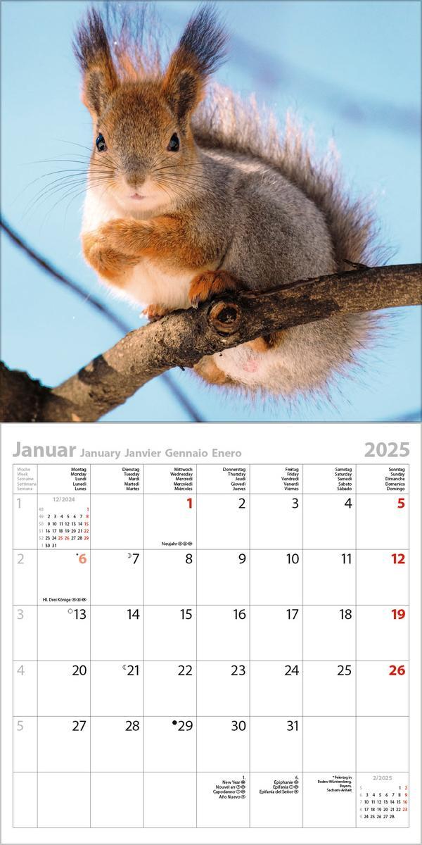 Bild: 9783731875512 | Eichhörnchen 2025 | Verlag Korsch | Kalender | 13 S. | Deutsch | 2025