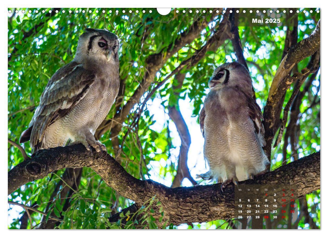 Bild: 9783435030613 | Die bunte Vogelwelt im Kruger National Park (Wandkalender 2025 DIN...