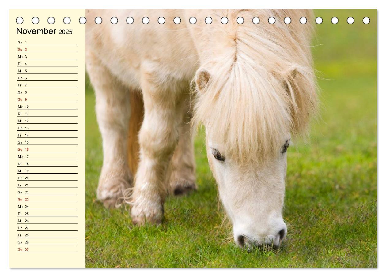 Bild: 9783435651184 | Ponys. Herzensbrecher mit Grips (Tischkalender 2025 DIN A5 quer),...