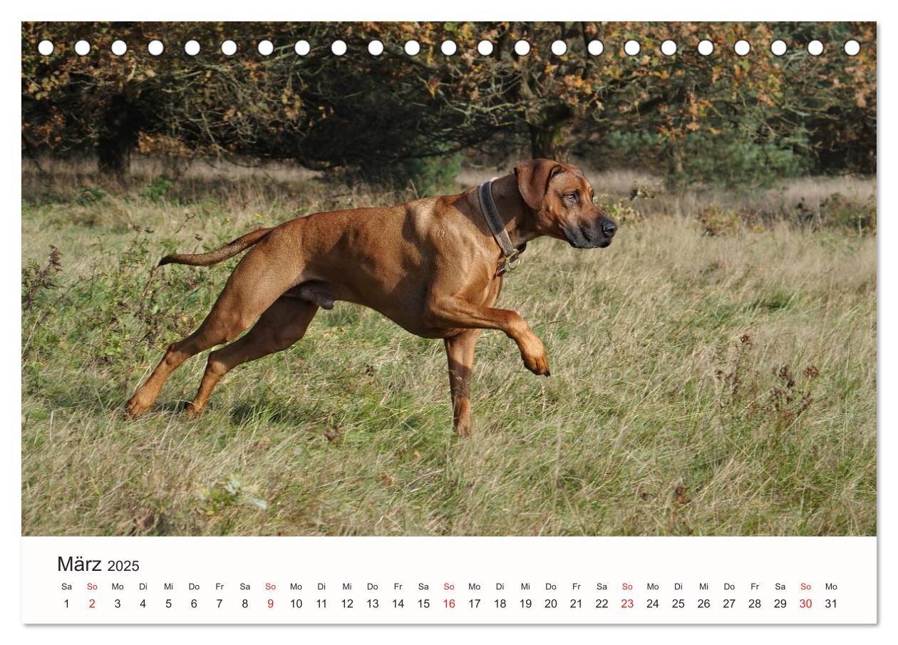 Bild: 9783435473816 | Rhodesian Ridgeback Schönheit aus Afrika (Tischkalender 2025 DIN A5...