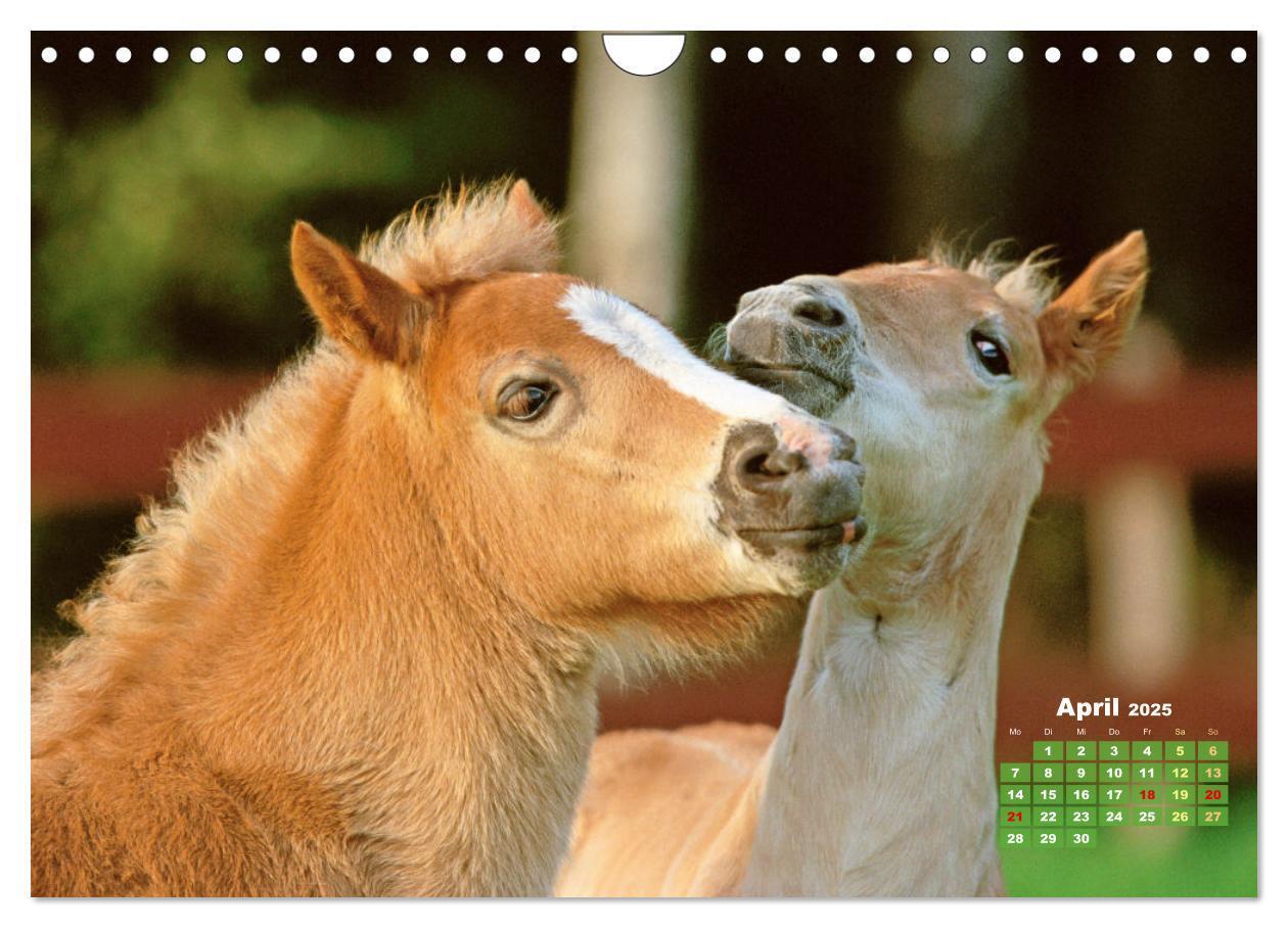 Bild: 9783457184974 | Haflinger: Die blonden Pferde von der Alm (Wandkalender 2025 DIN A4...