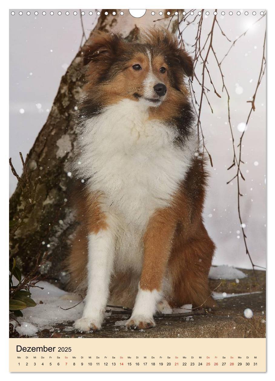 Bild: 9783457040836 | Mit Shelties durchs Jahr (Wandkalender 2025 DIN A3 hoch), CALVENDO...