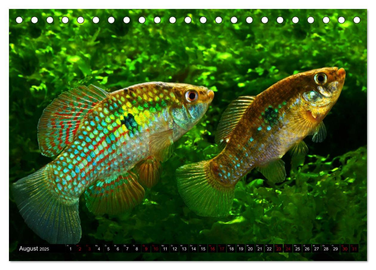 Bild: 9783383912184 | Outdoor-Aquaristik (Tischkalender 2025 DIN A5 quer), CALVENDO...