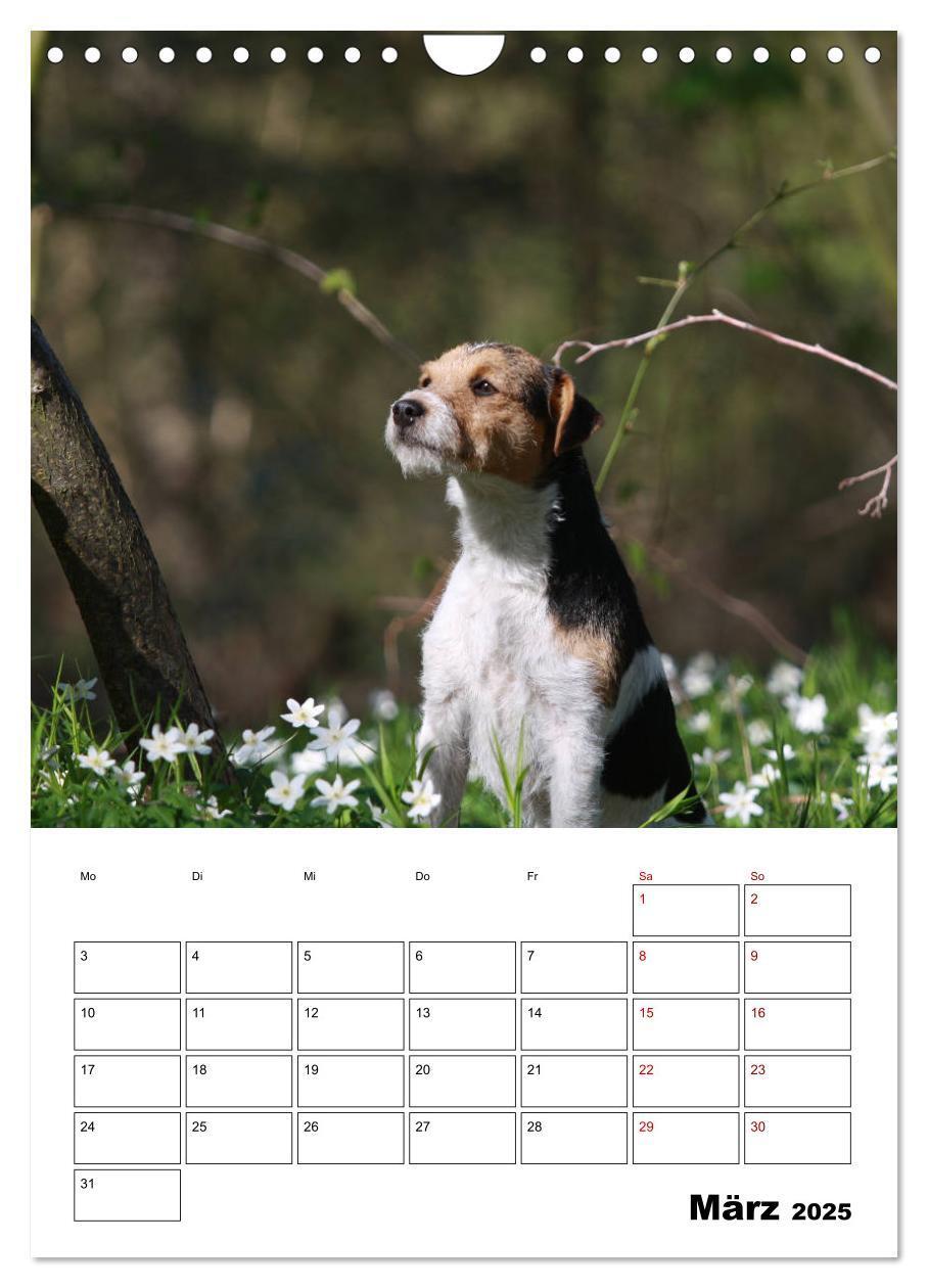 Bild: 9783435996063 | Tender Fellows - Parson Russell Terrier (Wandkalender 2025 DIN A4...