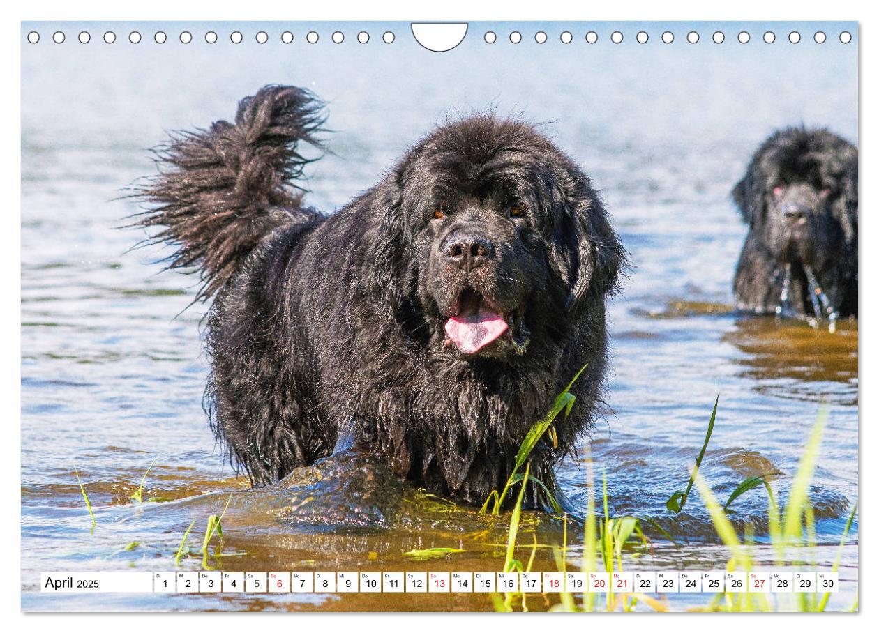 Bild: 9783435306596 | Neufundländer - Das Wasser ist ihr Element (Wandkalender 2025 DIN...