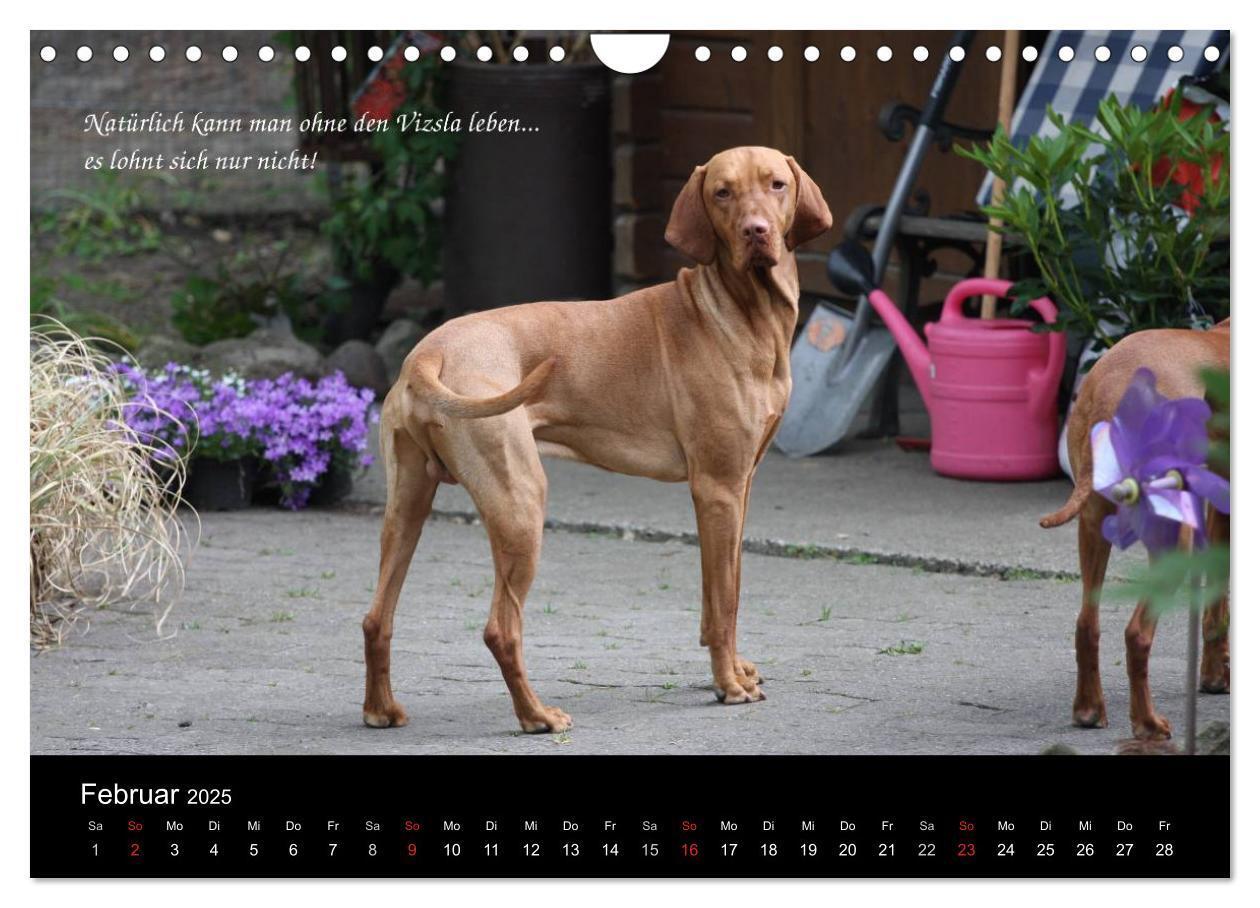 Bild: 9783435518968 | Magyar Vizsla - Zauberhafte Kobolde (Wandkalender 2025 DIN A4...