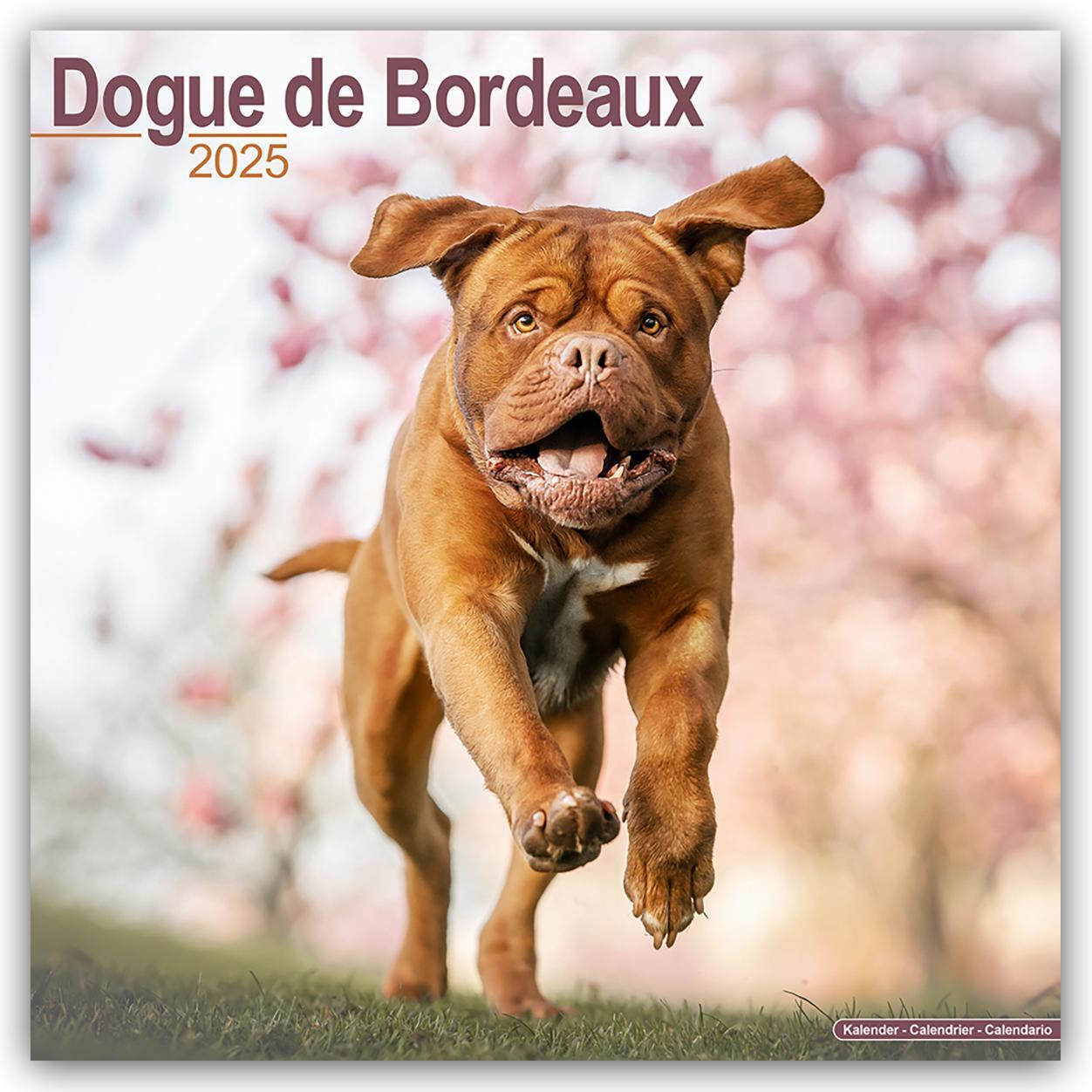 Cover: 9781804603390 | Dogue de Bordeaux - Bordeauxdoggen 2025 - 16-Monatskalender | Ltd.