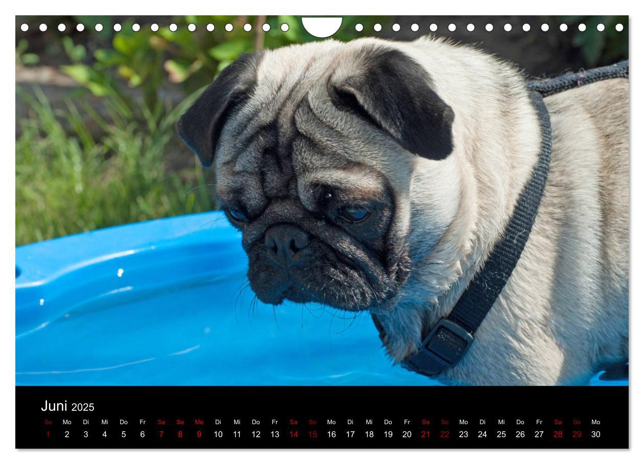 Bild: 9783435391530 | Alles Mops-Kalender 2025 (Wandkalender 2025 DIN A4 quer), CALVENDO...