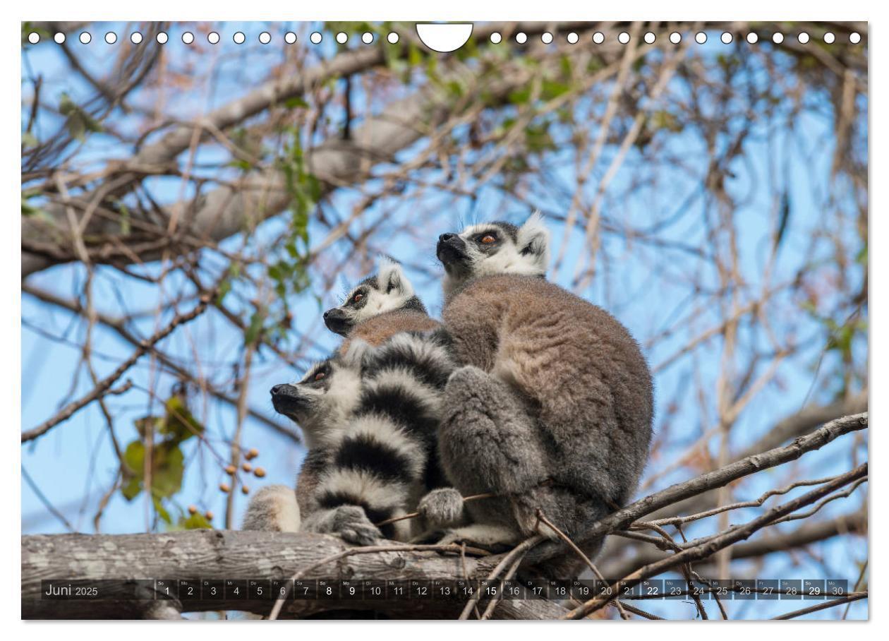 Bild: 9783435282876 | Tierisches Madagaskar (Wandkalender 2025 DIN A4 quer), CALVENDO...