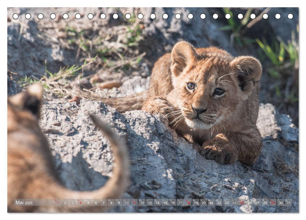 Bild: 9783435717125 | Löwen - Raubkatzen Afrikas (Tischkalender 2025 DIN A5 quer),...