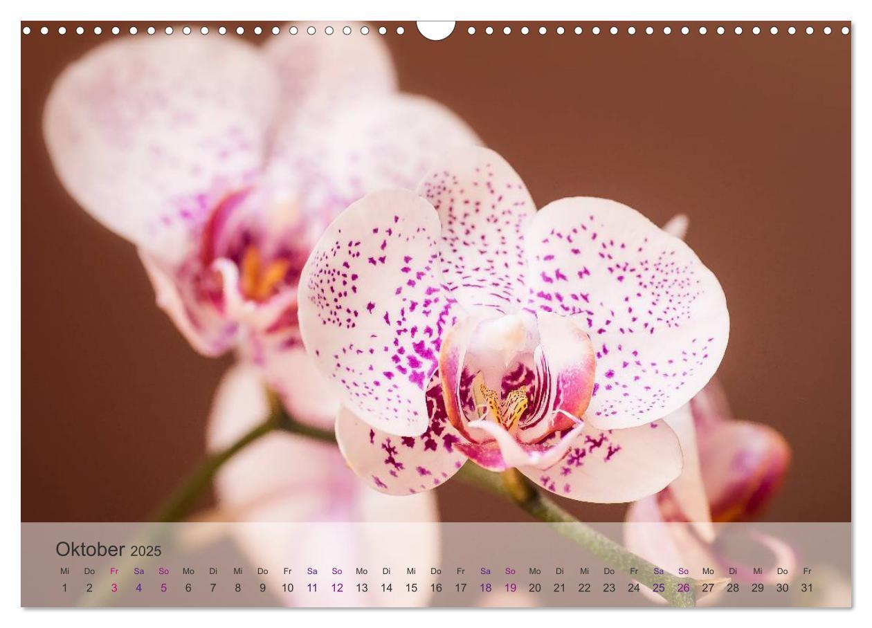 Bild: 9783435689361 | Phalaenopsis - die zauberhafte Welt der Orchideen (Wandkalender...