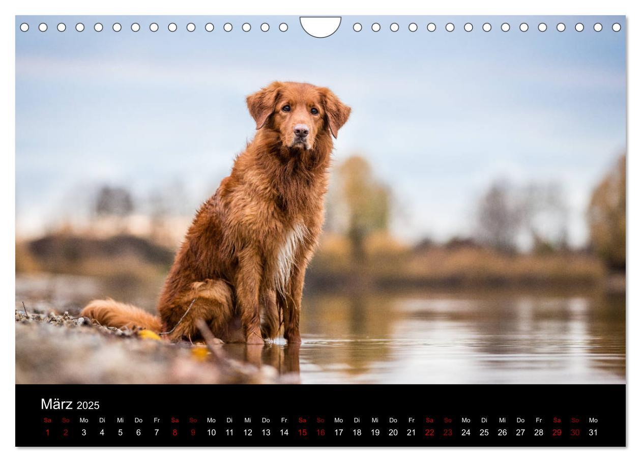 Bild: 9783435392919 | Toller - Nova Scotia Duck Tolling Retriever (Wandkalender 2025 DIN...