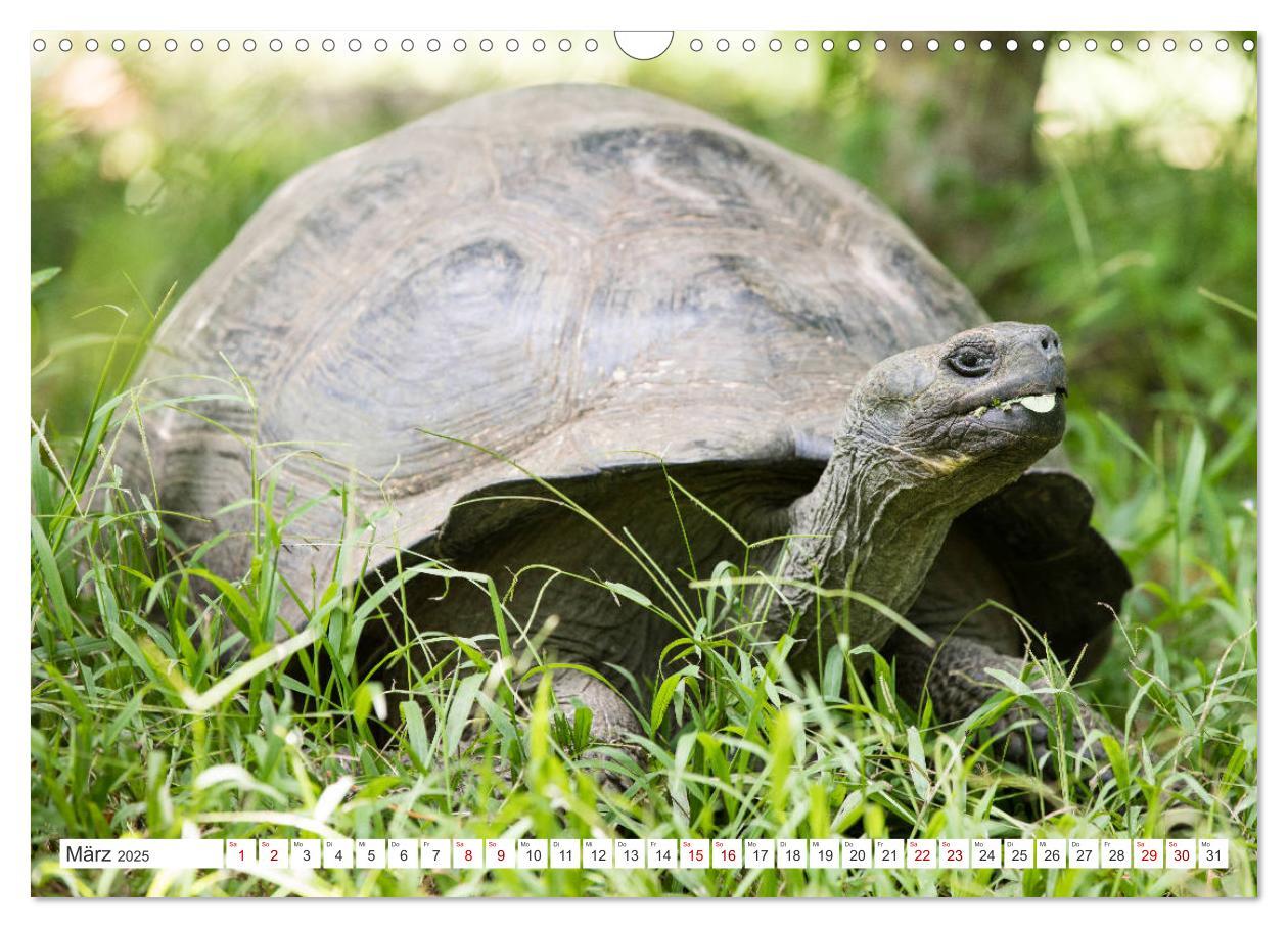 Bild: 9783435324118 | Galapagos-Inseln - Ein Paradies für Tiere (Wandkalender 2025 DIN A3...