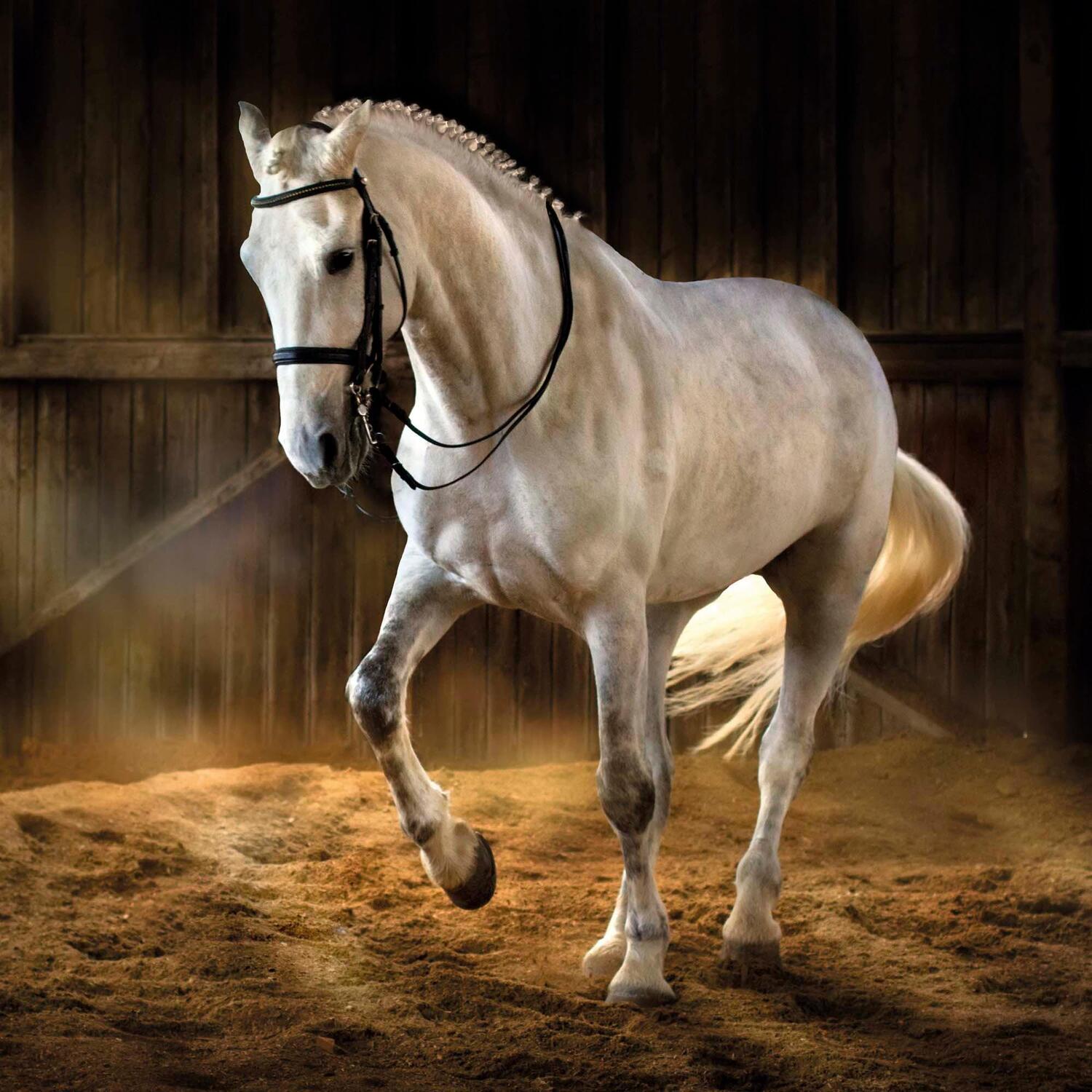 Bild: 9783959294027 | Magic Horses 2025 | Kalender 2025 | Kalender | Wonderful World | 28 S.