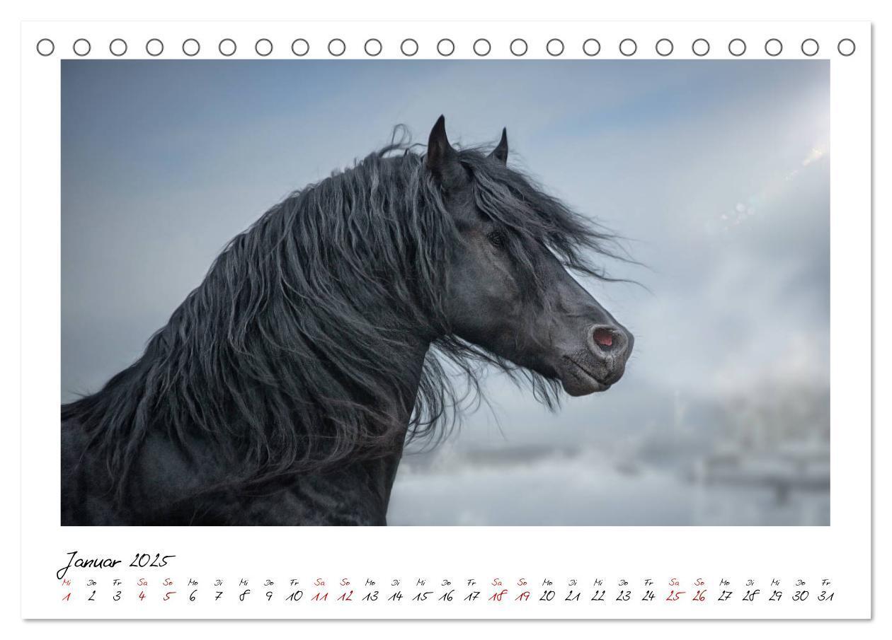 Bild: 9783435234899 | Friesen - stolze Giganten (Tischkalender 2025 DIN A5 quer),...