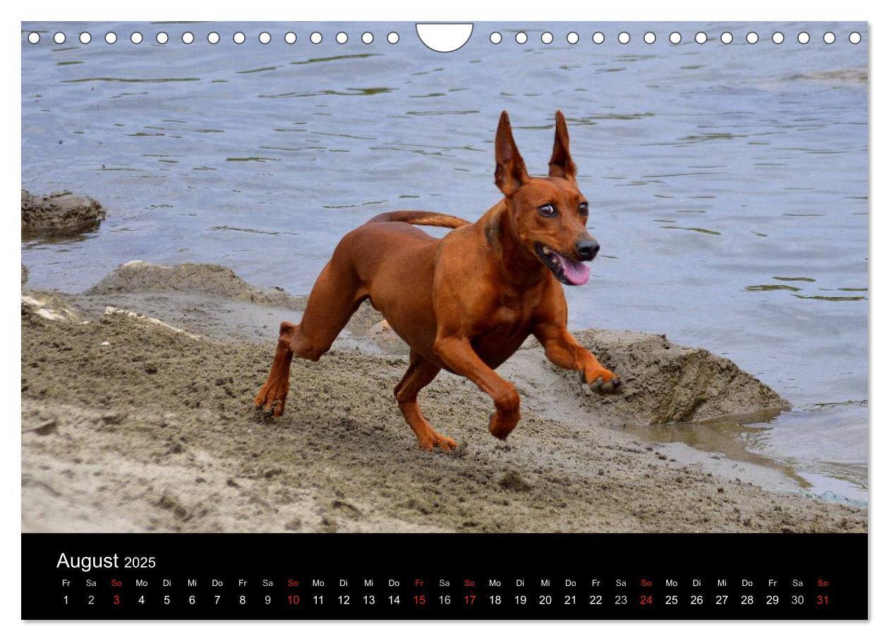 Bild: 9783435643738 | Deutscher Pinscher (Wandkalender 2025 DIN A4 quer), CALVENDO...