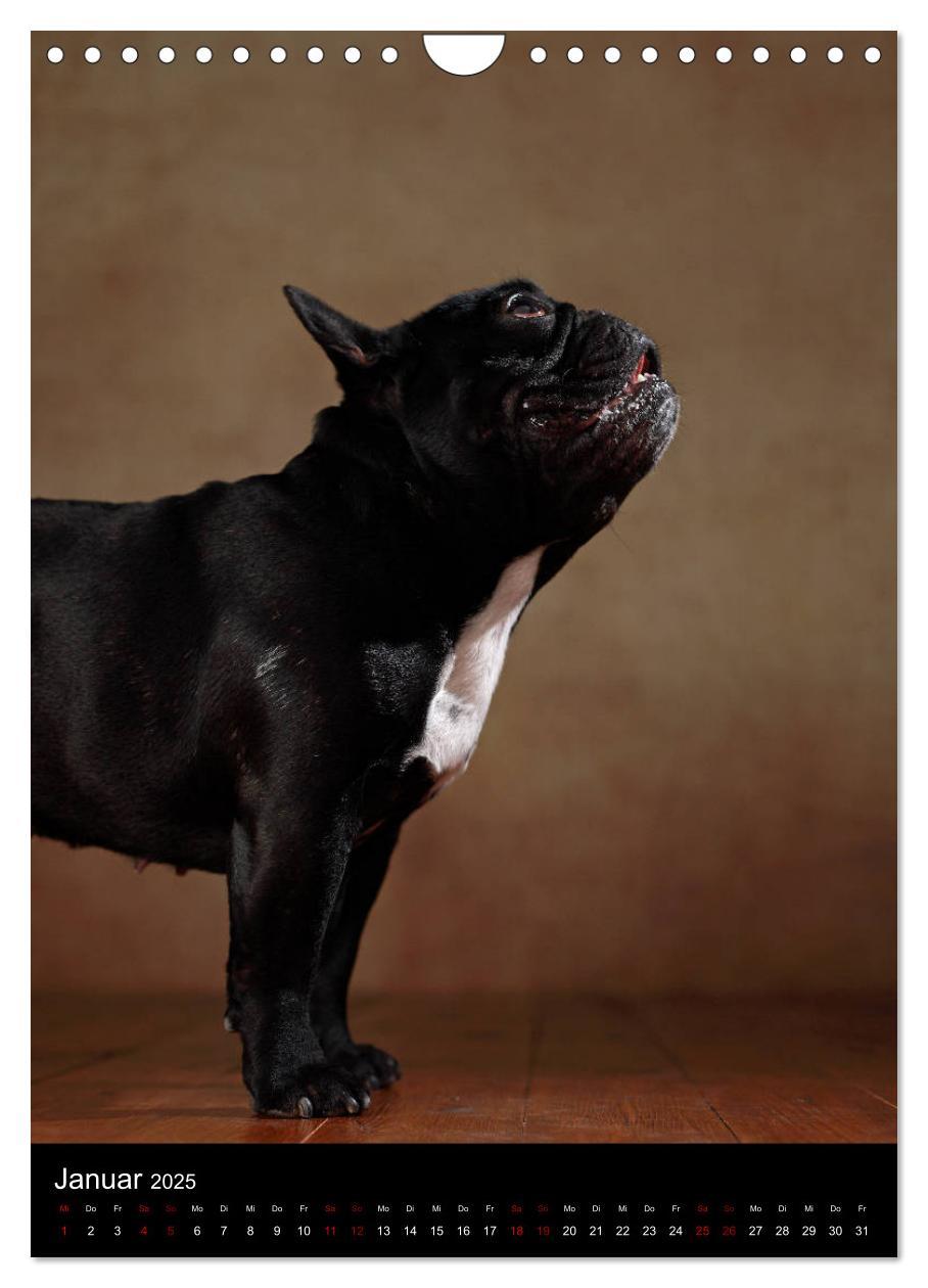 Bild: 9783457003756 | Bullys mit Charme - Französische Bulldoggen im Portrait...