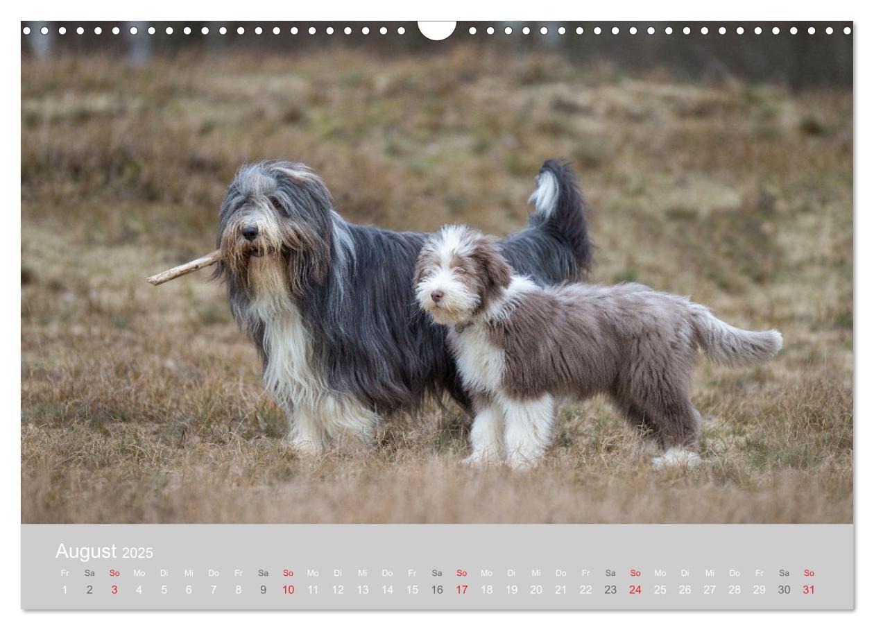 Bild: 9783435426904 | BEARDED COLLIES 2025 (Wandkalender 2025 DIN A3 quer), CALVENDO...