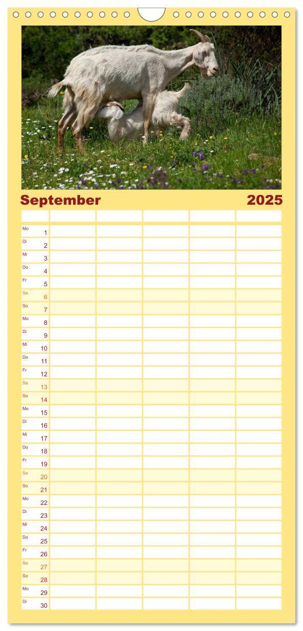 Bild: 9783457115589 | Familienplaner 2025 - Tierbabys 2025 mit 5 Spalten (Wandkalender,...