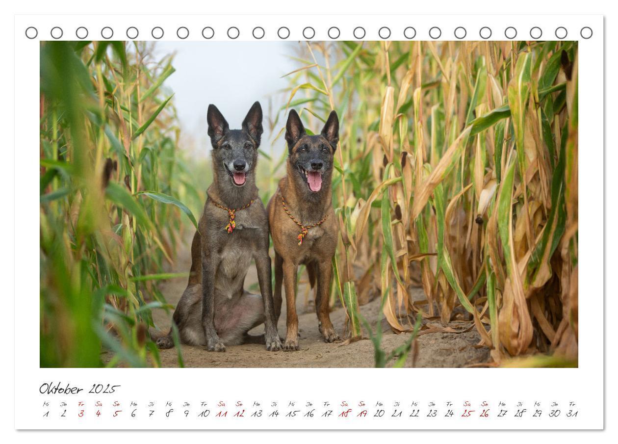 Bild: 9783383798450 | Mit dem Malinois durch das Jahr (Tischkalender 2025 DIN A5 quer),...